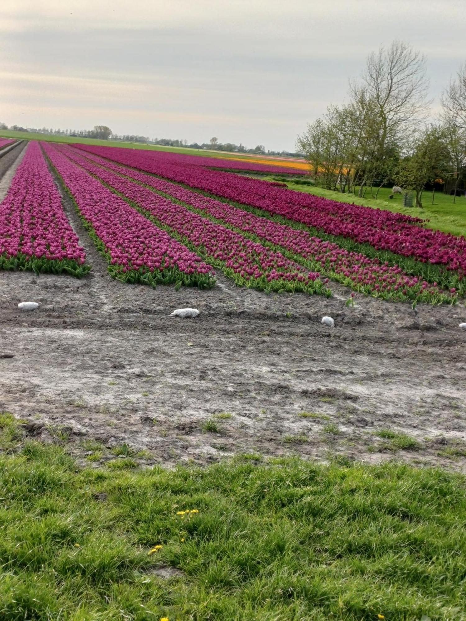 Kota Wadway Villa Spanbroek Exteriör bild